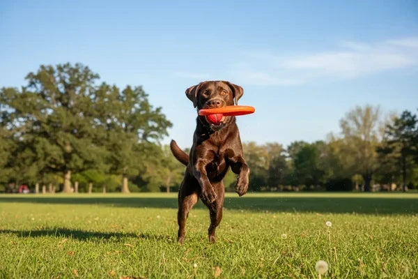 BRING MORE FUN INTO PLAYTIME